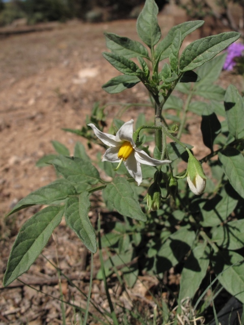 Solanum jamesii